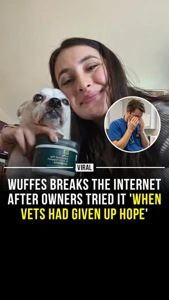 Wuffes advertisement