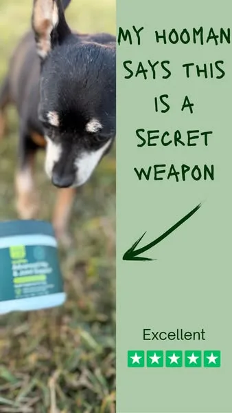 Wuffes advertisement